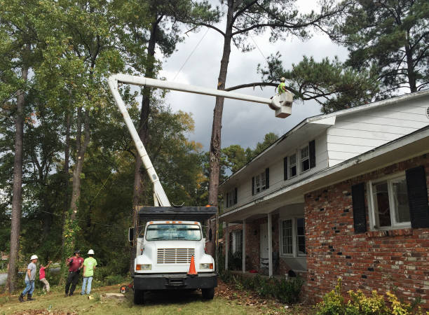 How Our Tree Care Process Works  in  Fallbrook, CA